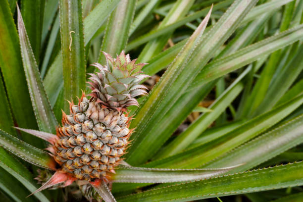 istock A pineapple grows in a field in French Polynesia; background image with copy space 1209957227