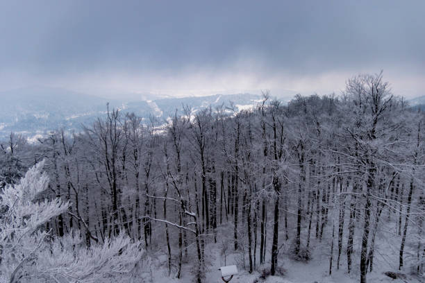 istock Forest in the forest and snow from above 1209957290