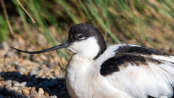 istock Pied Avocet Resting Near Grass 1209957363