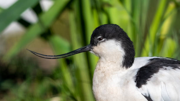 istock Pied Avocet Resting Near Grass 1209957391