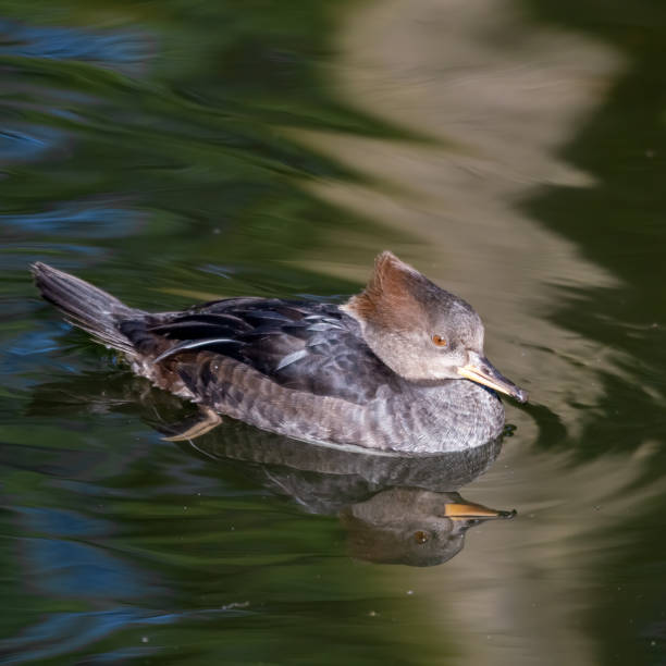 istock Female Bufflehead Duck Floating on Water 1209957399