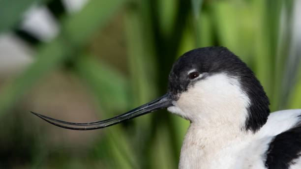 istock Pied Avocet Resting Near Grass 1209957402
