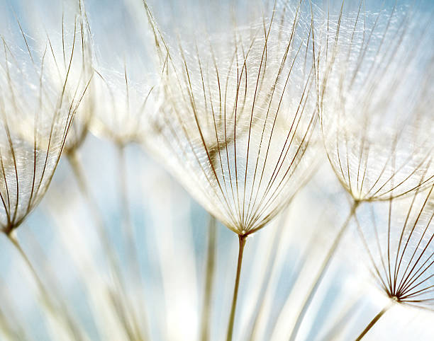 istock Close up of dandelion losing seeds 120995786