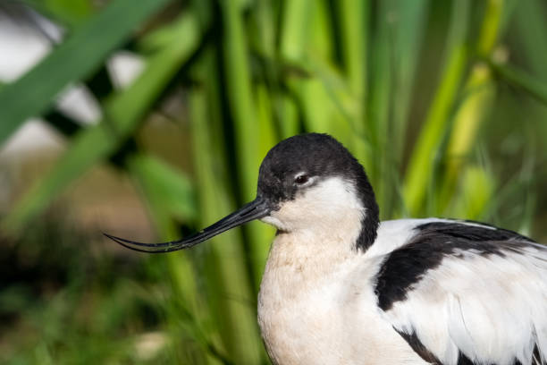 istock Pied Avocet Resting Near Grass 1209957966
