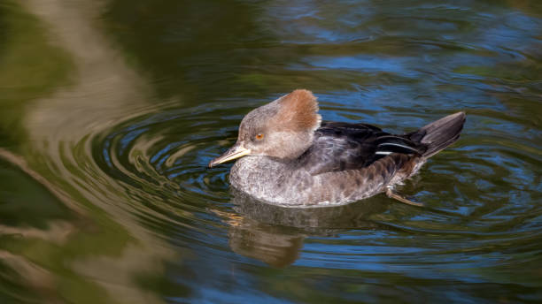 femenino bufflehead pato flotando en el agua - ripple nature water close to fotografías e imágenes de stock