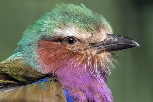 Close up Head Shot Lilac Breasted Roller