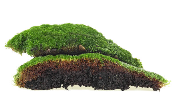istock Green mossy hill isolated on white background 1209958475