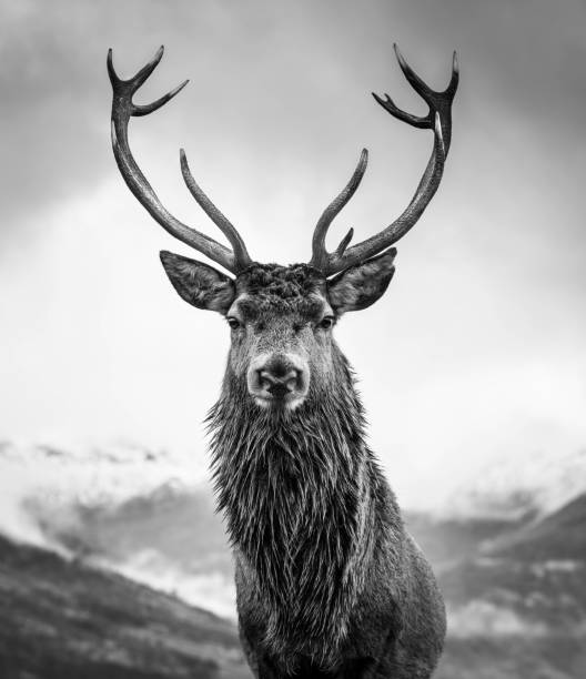 istock Monarch of the glen 1209958530