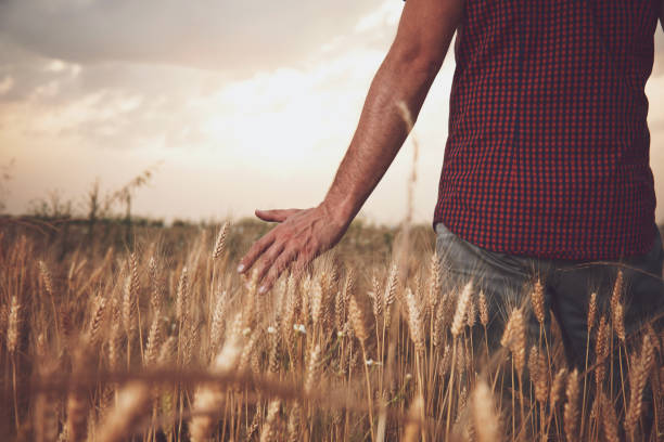 istock Man enjoying in wheat field. Nature concept. 1209958949