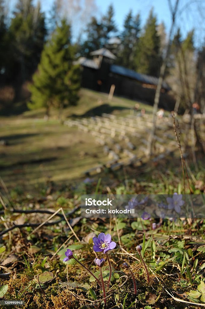 Erba trinità (Hepatica nobilis) - Foto stock royalty-free di Ambientazione esterna