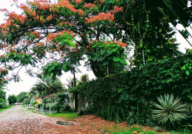 istock Florida street with tree flowers on the ground 1209959879