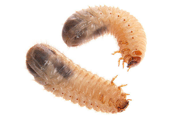 larvas von cockchafer - made man object stock-fotos und bilder