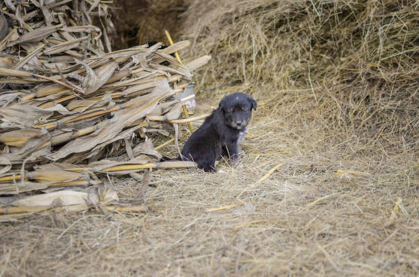Young abandoned little dog, puppy, waiting for adoption in animal shelter, farm dog, petting zoo.