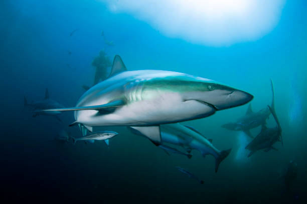 Shark Side A Balcktip Shark in South Africa animals attacking stock pictures, royalty-free photos & images