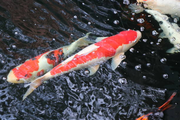 istock koi fish in the pond 1209962496