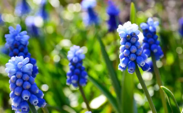 Blue Grape hyacinth flowers.Muscari armeniacum in the garden.Spring floral background with copy space.
Selective focus.