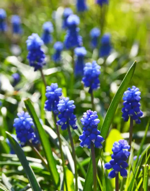 Blue Grape hyacinth flowers.Muscari armeniacum in the garden.Spring floral background with copy space.
Selective focus.