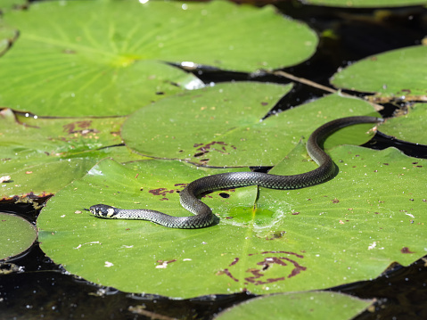 Frontal Close-up view of a royal python (Python regius)