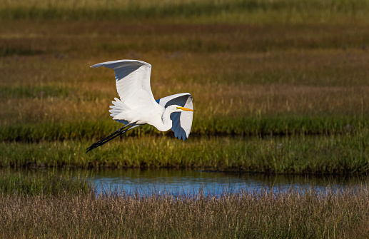 White Egret flies over the marshland at Great Bay Wildlife Refuge in Tuckerton, NJ