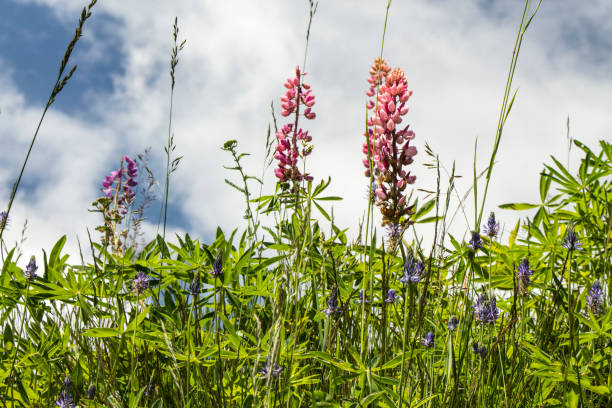 istock Pink lupinus flowers 1209964104