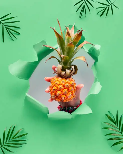 Small ripe orange pineapple cradled in human hand. Hand with the fruit in torn paper hole. Tropical green geometric background with natural palm leaves