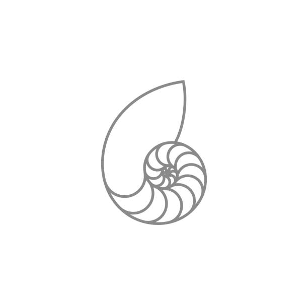 Nautilus. Outline style Vector illustration (EPS) nautilus stock illustrations
