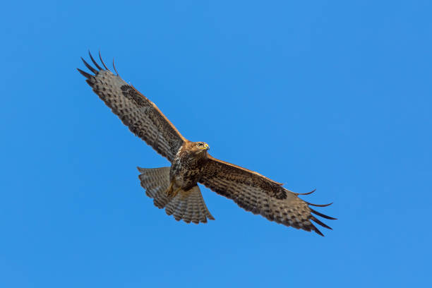 flying common buzzard - eurasian buzzard imagens e fotografias de stock