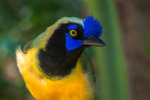 The green jay (Cyanocorax yncas) is a bird species of the New World jays, and is found in Central America. Adults are about 27 cm long and variable in colour across their range; they usually have blue and black heads, green wings and mantle, bluish-green tails, black bills, yellow or brown eye rings, and dark legs.