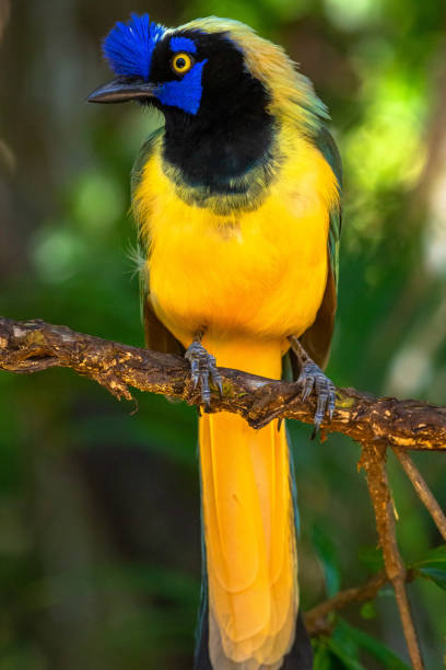 istock The Green Jay in Colombia 1209971016