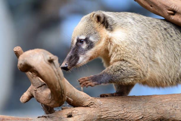 istock South American coati (nasua nasua) 1209971188