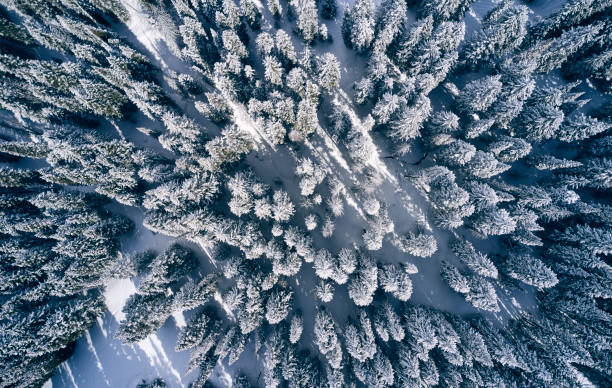 istock Pine Trees in Winter Aerial Top Down 1209971538