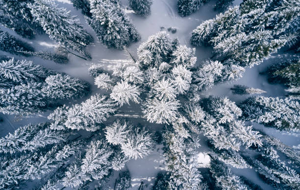istock Pine Trees in Winter Aerial Top Down 1209971545