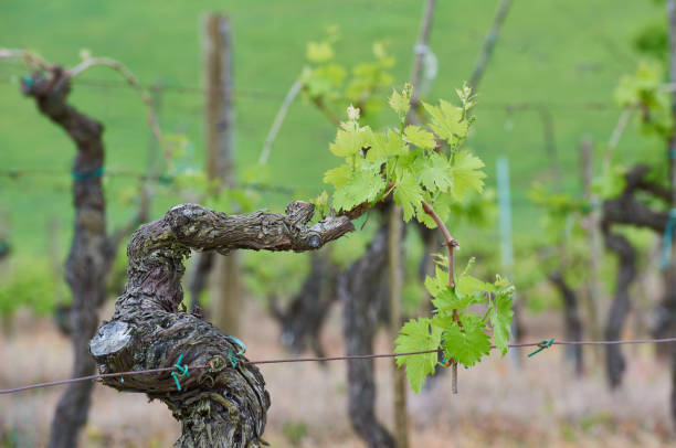 Rows of vine in spring season 