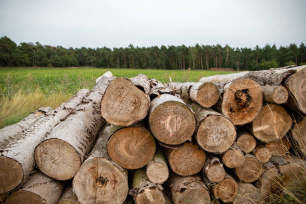 istock Tree trunk stacked on a field in front of a forest 1209975978