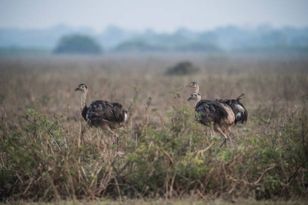 Krishbow Rhea 1,200+ Common Rhea Photos Stock Photos, Pictures & Royalty-Free Images ...