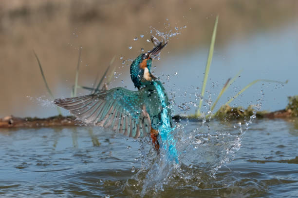 istock Kingfisher fishing (Alcedo atthis) 1209980105