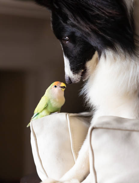 istock A lovebird and a Shetland Shepherd playing together 1209981869