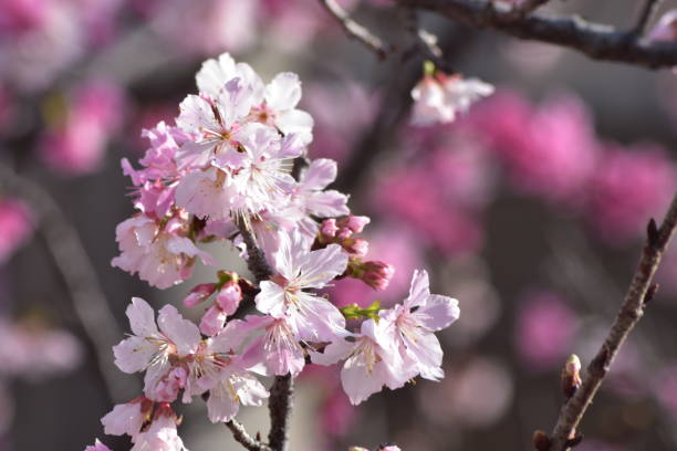 istock Cherry blossoms blooming in Okinawa park 1209983893