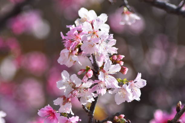 istock Cherry blossoms blooming in Okinawa park 1209983949