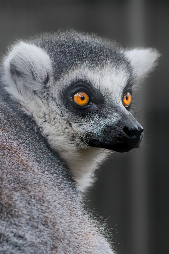 The Ring-tailed Lemur is a relatively large lemur and the most recognised due to its long, black and white ringed tail.  It inhabits deciduous forests, dry scrub, montane humid forests and gallery forests (forests along riverbanks).