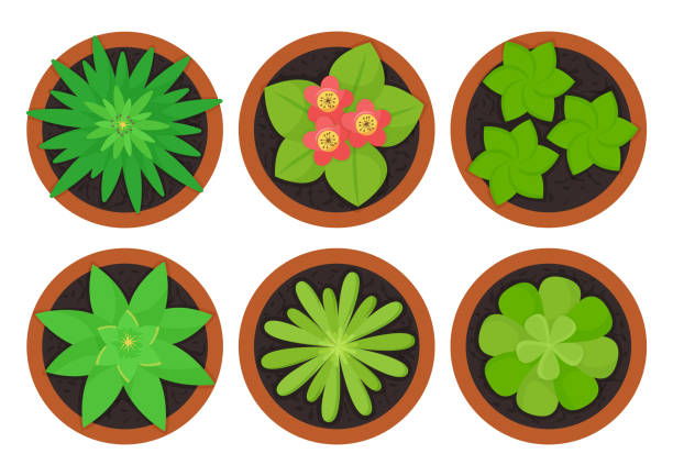 Houseplants in pots top view, indoor flowers. Vector Houseplants in pots top view, indoor flowers. Vector illustration potted plant from above stock illustrations