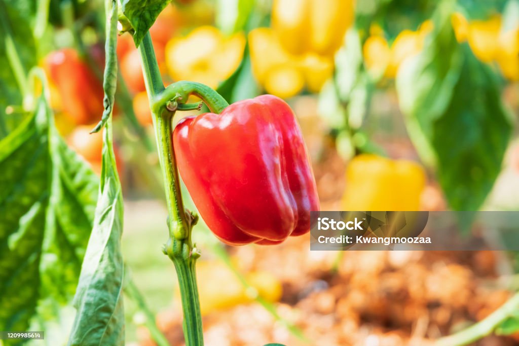 Red bell pepper plant growing in organic garden Agricultural Field Stock Photo