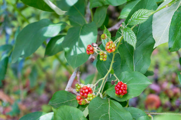 istock Red ripe wild raspberries growing on the bush 1209985652