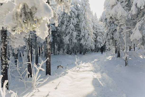 istock Winter rime and snow covered fir trees on mountainside. 1209985911