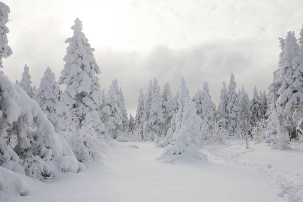 istock Winter rime and snow covered fir trees on mountainside. 1209985928