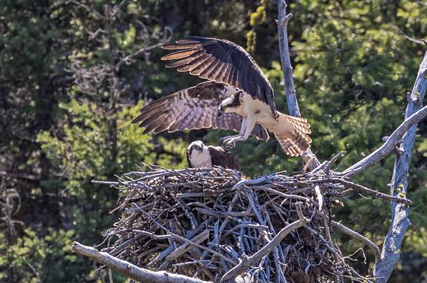 istock The osprey or the western osprey (Pandion haliaetus) — also called sea hawk, river hawk, and fish hawk — is a diurnal, fish-eating bird of prey . Yellowstone National Park 1209986496