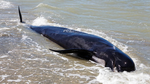 ballena piloto muerta en farewell spit, nueva zelanda. - stranded fotografías e imágenes de stock