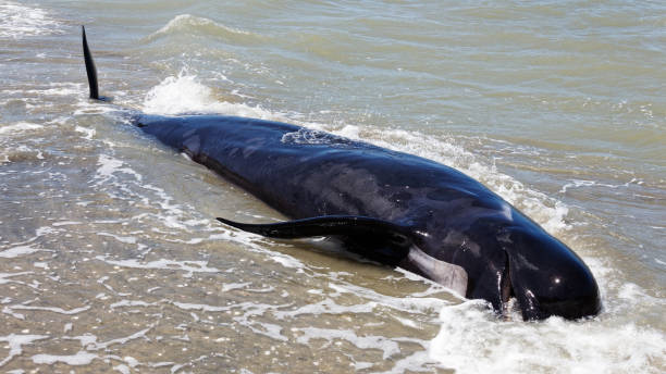 Dead pilot whale at Farewell Spit, New Zealand. Dead pilot whale floating in the surf on Farewell Spit, New Zealand. stranded stock pictures, royalty-free photos & images
