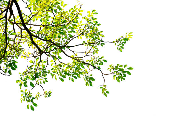 istock branch of tree isolated on white background 1209990929