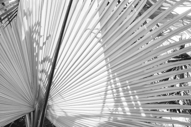 istock black and white of palm leaf in rainforest 1209990956